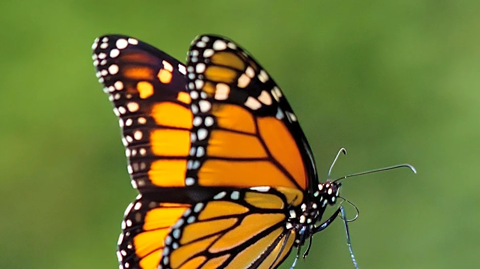 New Solar-Powered Tags Enable Real-Time Tracking of Monarch Butterfly Migration