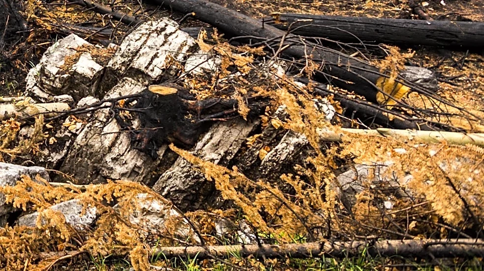 Collaborative Efforts Underway to Restore Shuswap Sockeye Salmon Run Amidst Wildfire Devastation