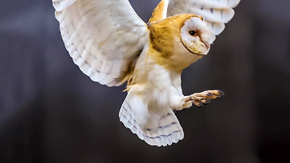 Rare Barn Owl Family Discovered Nesting in Manhattan's Upper West Side Water Tower