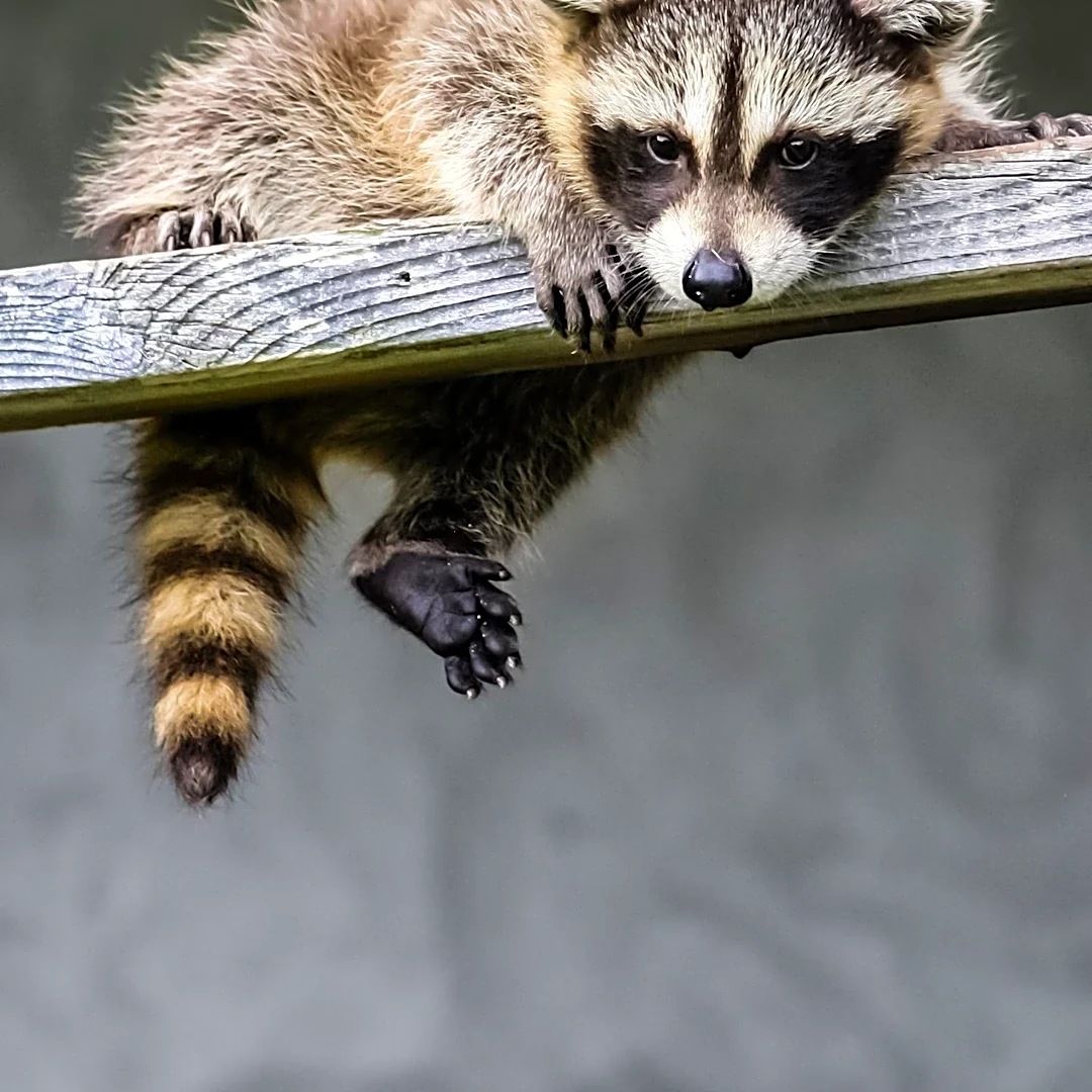 Rhode Island Man Attacked by Raccoon, Faces $440 Rabies Vaccine Cost