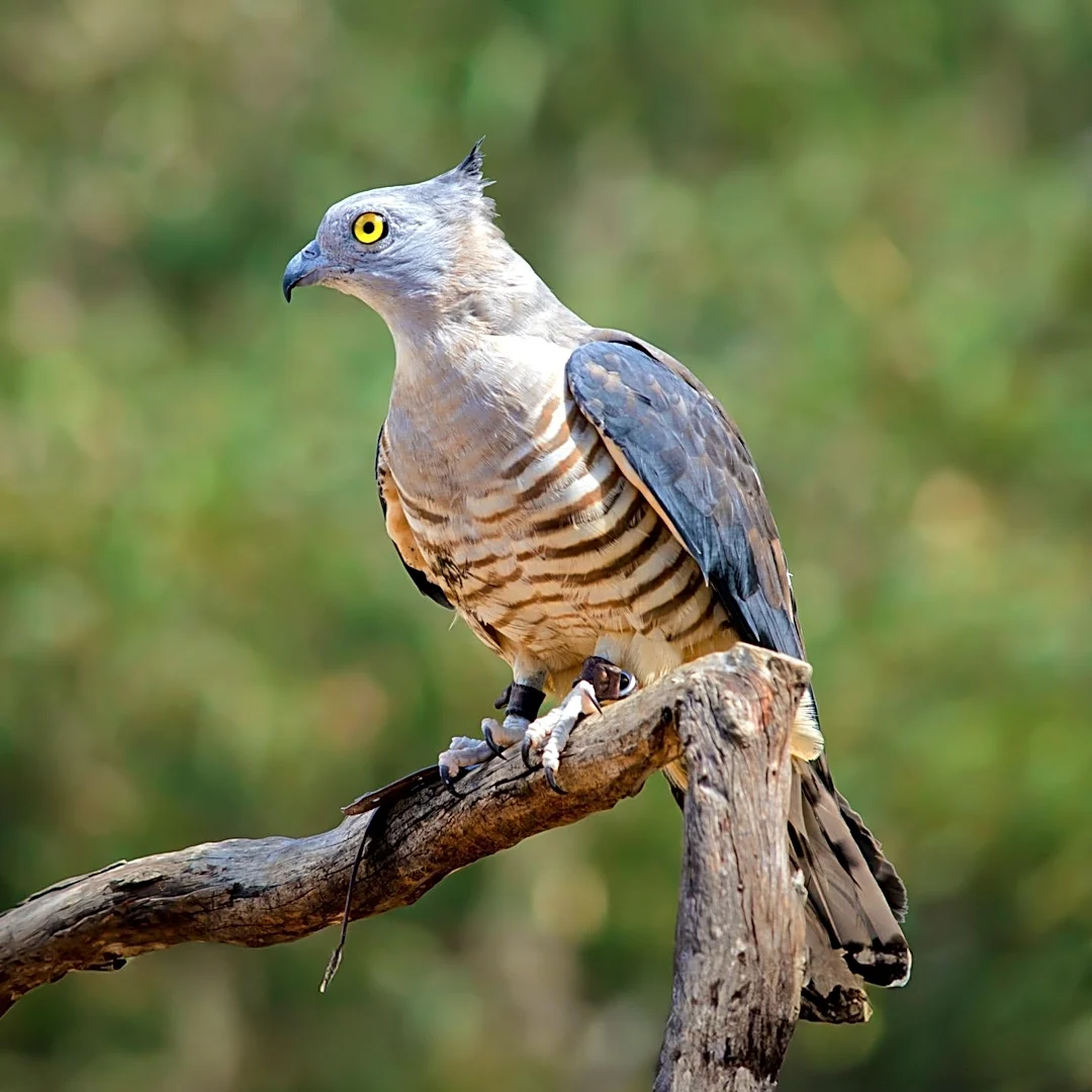Northern Goshawks, a Species of Special Concern in Minnesota, Monitored by Wildlife Biologists