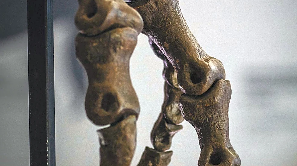 New Megaraptoran Dinosaur Species, Invictibellatrix, Identified from Forgotten Fossil