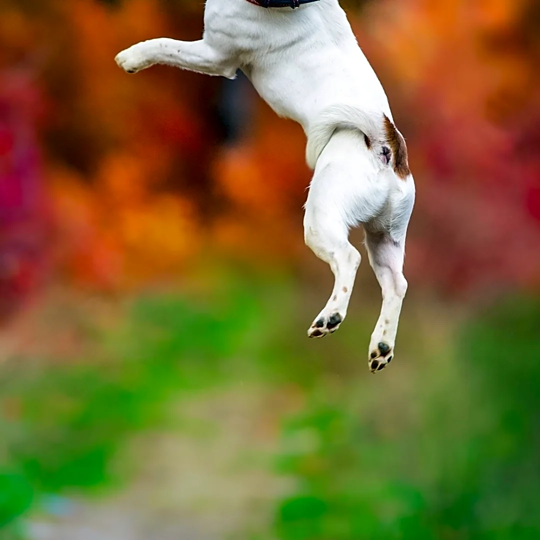 Jack Russell Terrier Survives Over a Month Lost in Yellowstone National Park