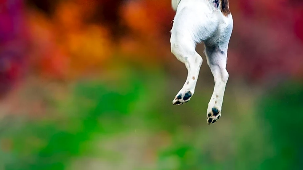 Jack Russell Terrier Survives Over a Month Lost in Yellowstone National Park