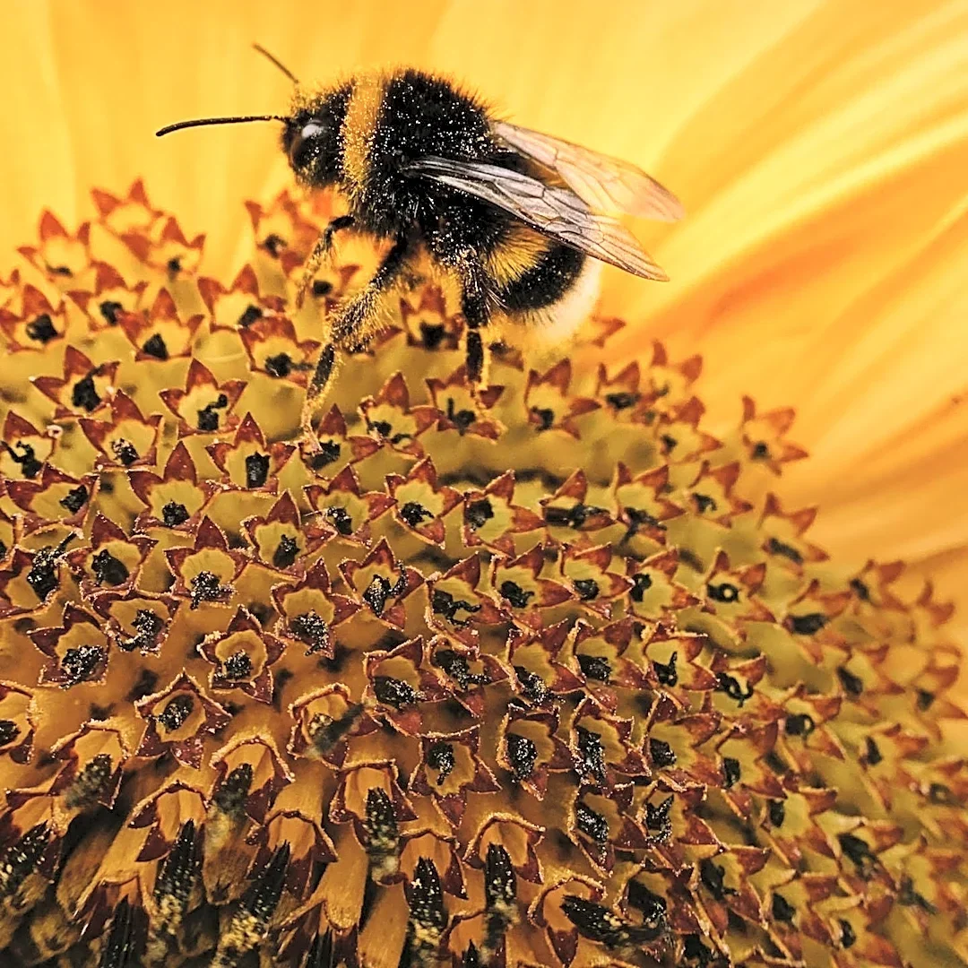 American Bumblebee, a Species of Conservation Concern, Observed in Springfield Garden