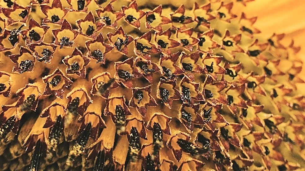 American Bumblebee, a Species of Conservation Concern, Observed in Springfield Garden