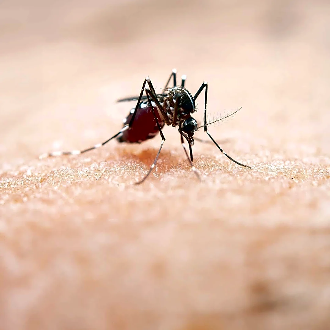 Brevard County Health Officials Intensify Mosquito Monitoring Following Local Dengue Case
