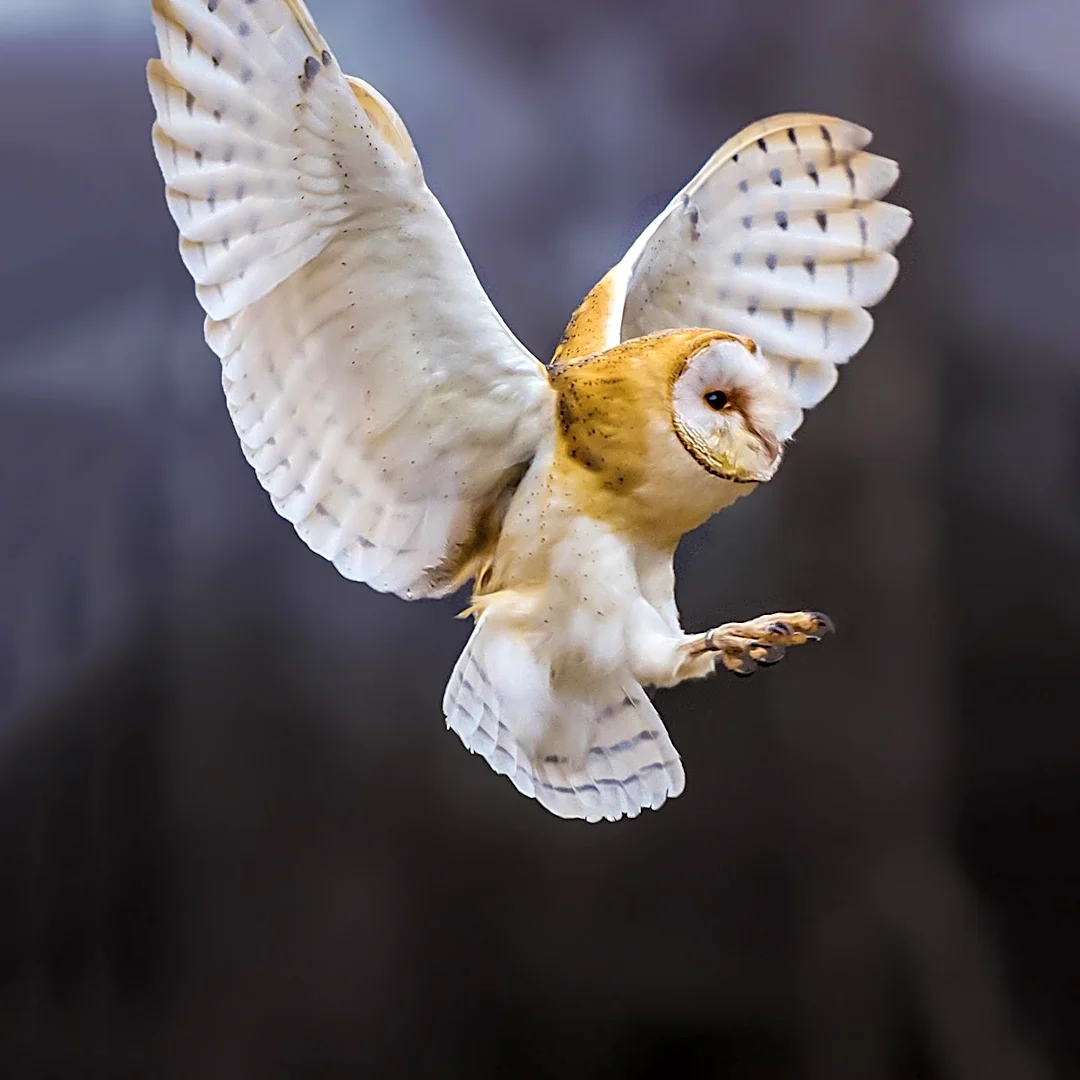 Rare Barn Owl Family Nests in Manhattan's Upper West Side, Captivating New Yorkers