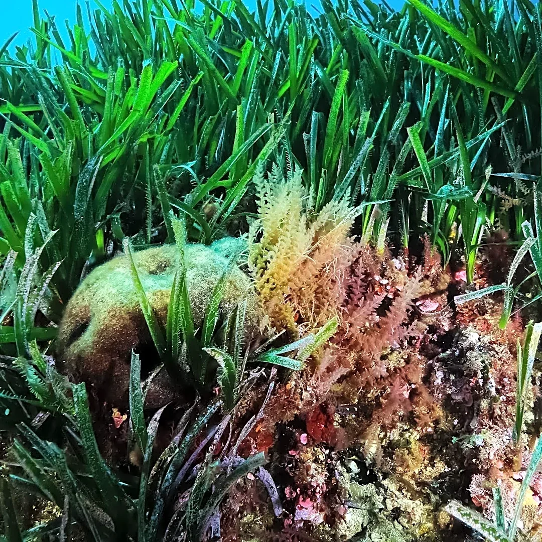 International Marine Conservation Congress to Convene in Edinburgh, Scotland