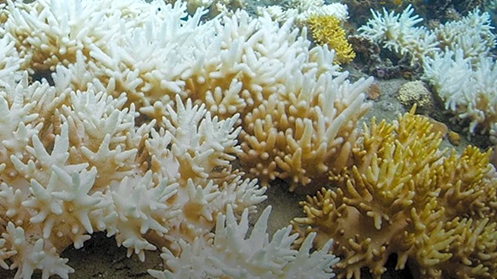 Coral Bleaching Threatens Marine Ecosystems and Coastal Economies