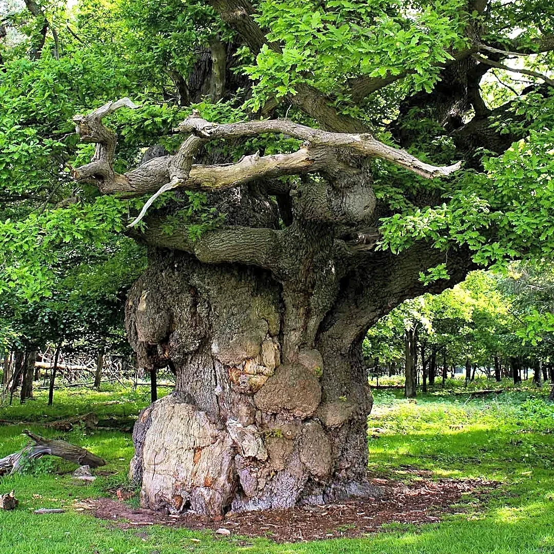 Oak Trees Offer Significant Ecological and Aesthetic Benefits for North American Landscapes