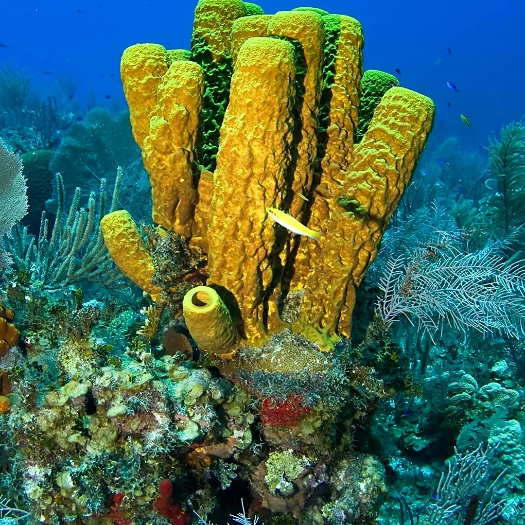 Scientists Discover New 'Bubblegum' Coral Species on Nazca Ridge Utilizing Chitin for Structural Support