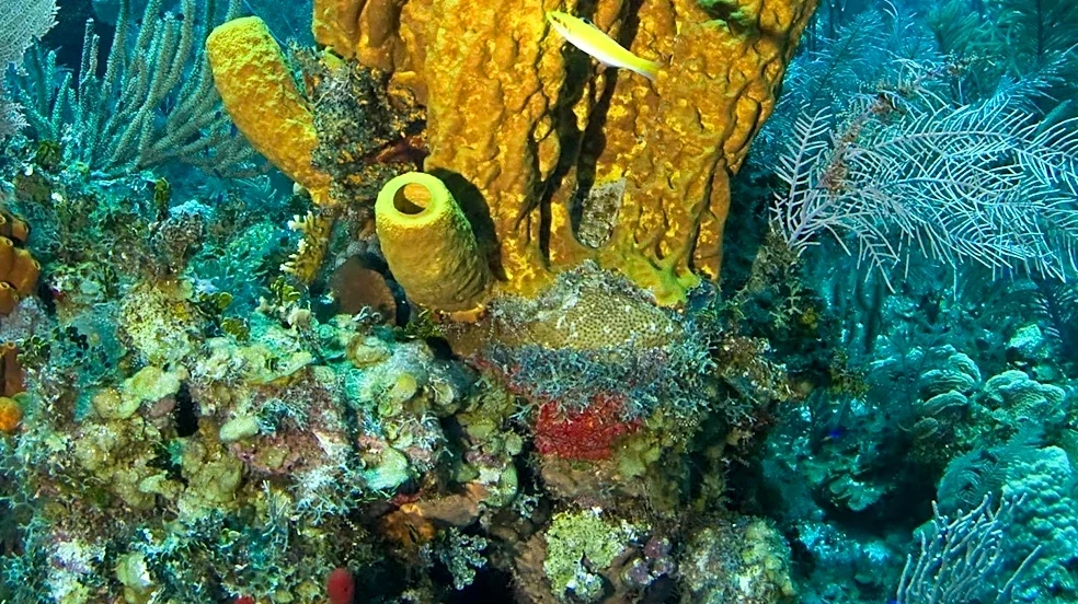 Scientists Discover New 'Bubblegum' Coral Species on Nazca Ridge Utilizing Chitin for Structural Support