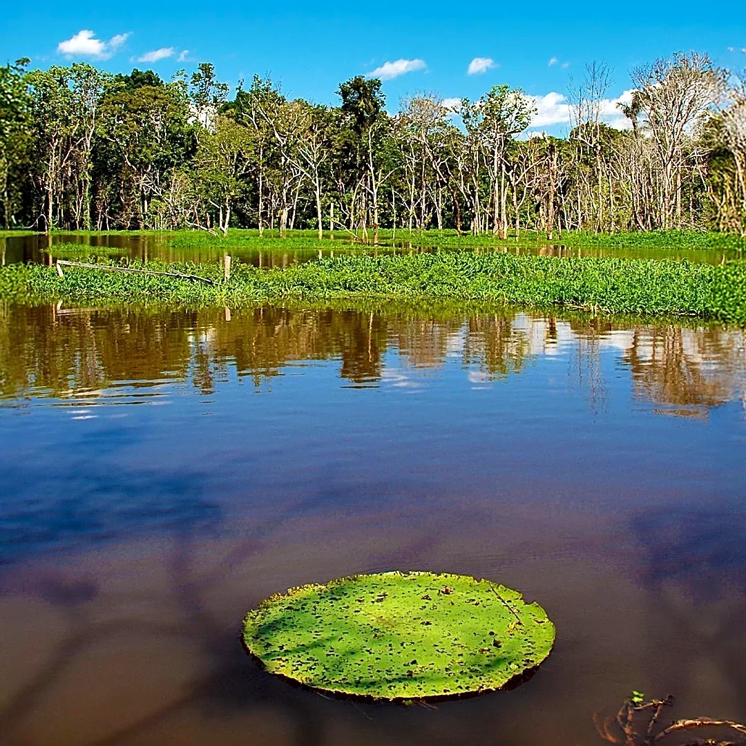 Scientists Uncover New Giant Water Lily Species in Amazon, Visible from Space