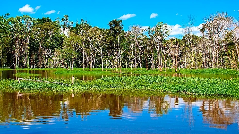 Scientists Uncover New Giant Water Lily Species in Amazon, Visible from Space