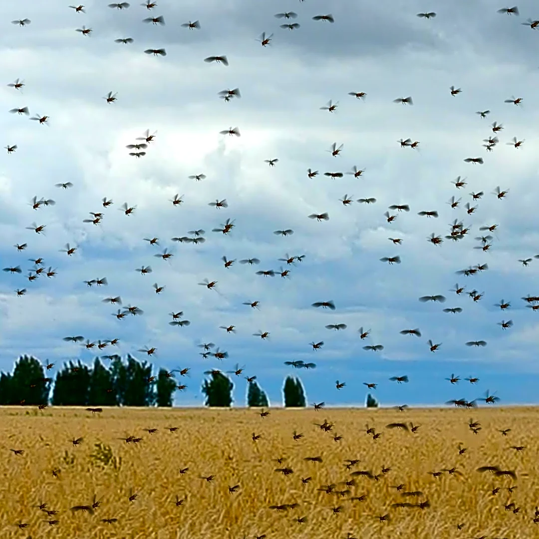 Black Death's Agricultural Decline Linked to Reduced Biodiversity in Europe