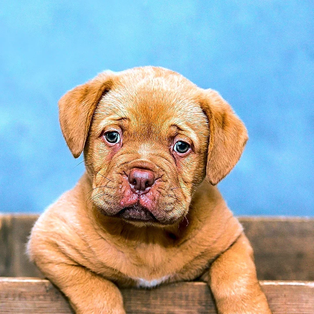 Idaho Animal Rescue Network Investigates Puppy Mill-to-Pet Store Pipeline in Idaho