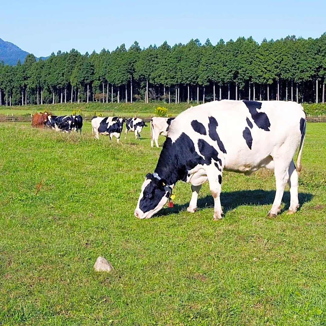 Beef Industry Downplayed Global Warming Concerns Despite Early Knowledge of Methane Emissions