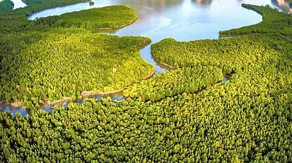 Philippines Sees Increase in Mangrove Cover Over Four Decades