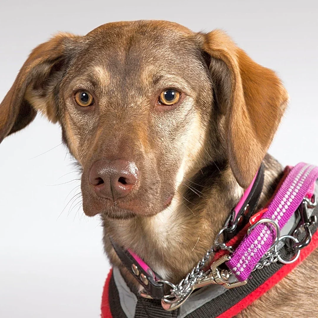 Humane Animal Rescue Facilitates Walk-In Adoptions for Pets