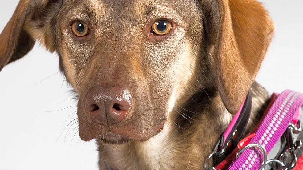 Humane Animal Rescue Facilitates Walk-In Adoptions for Pets