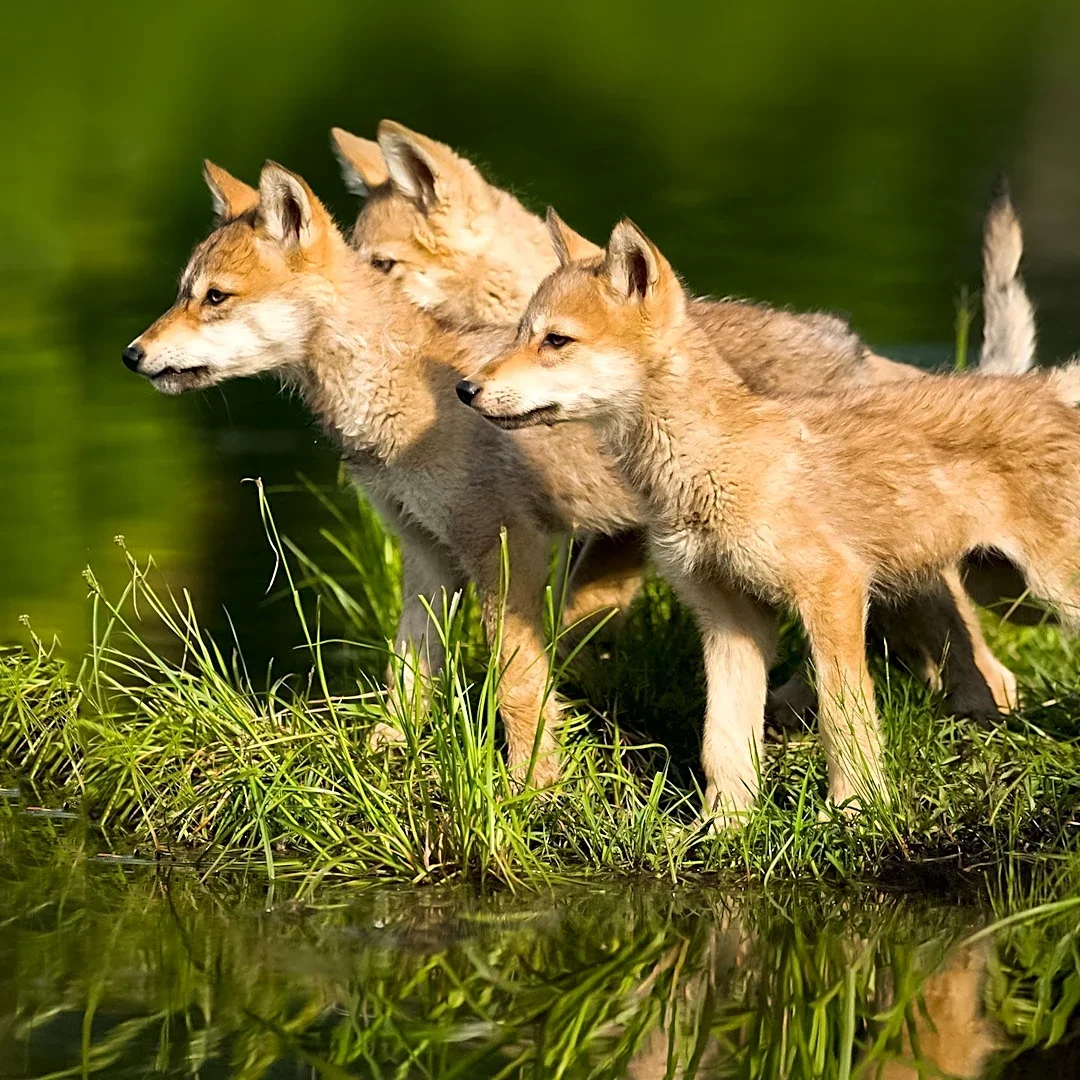 Atwater Village Residents Address Coyote Encounters After Toddler Bitten, Animal Euthanized