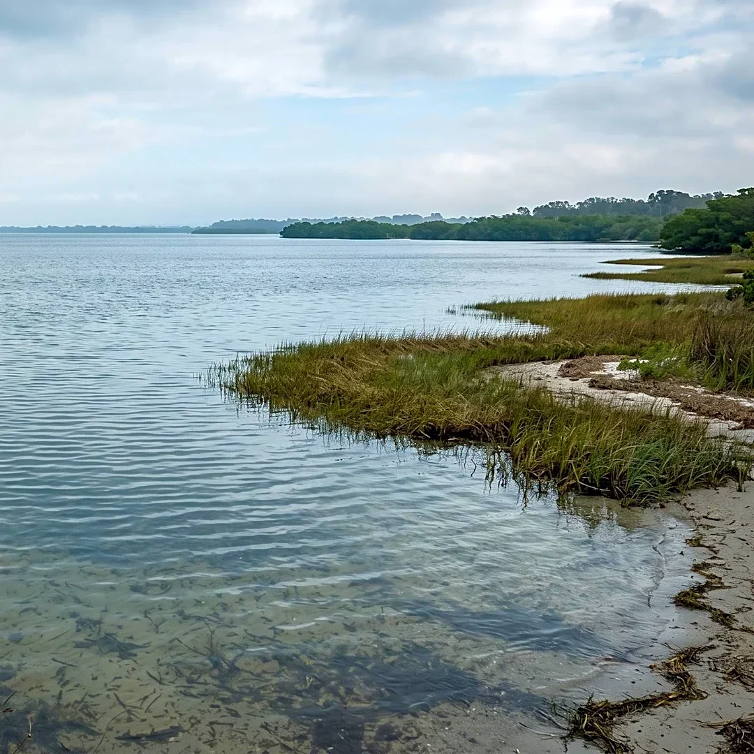 University of Florida Researchers Develop Tools to Identify Vibrio vulnificus Hotspots in Tampa Bay