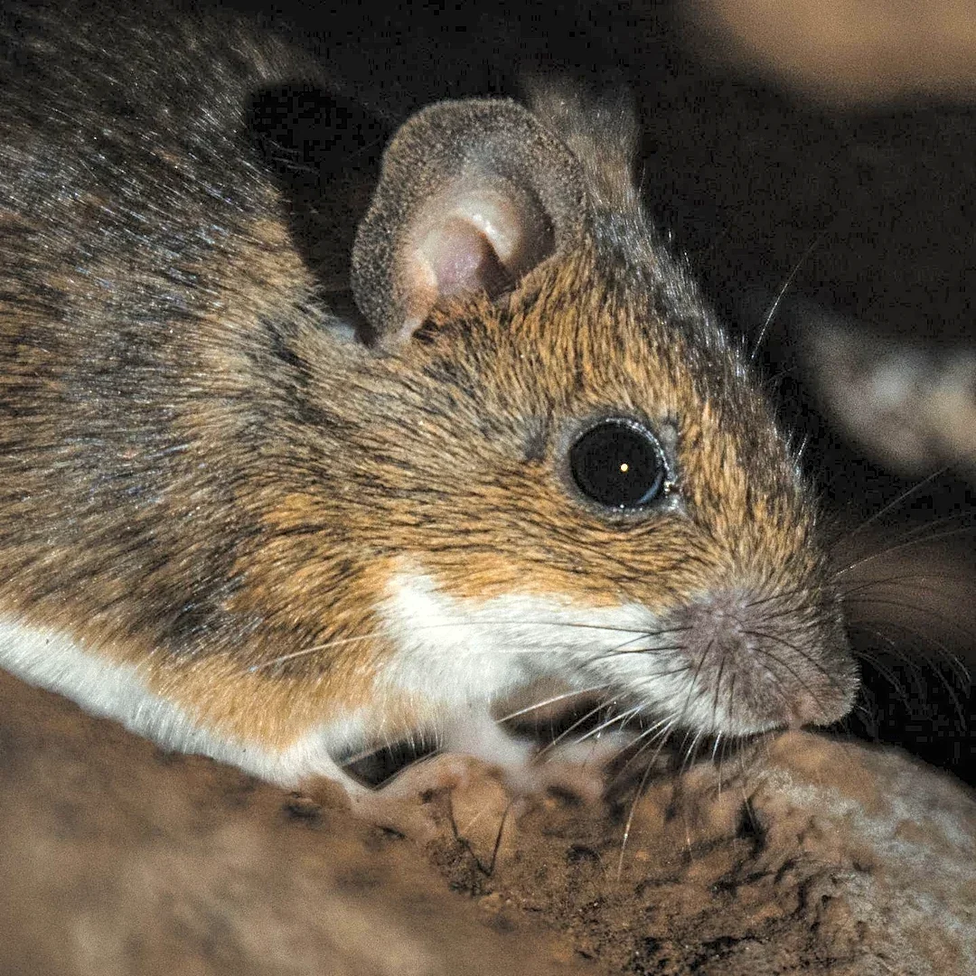 University of Kentucky Researchers Restore Sleep in Alzheimer's Mice Without Clearing Plaques