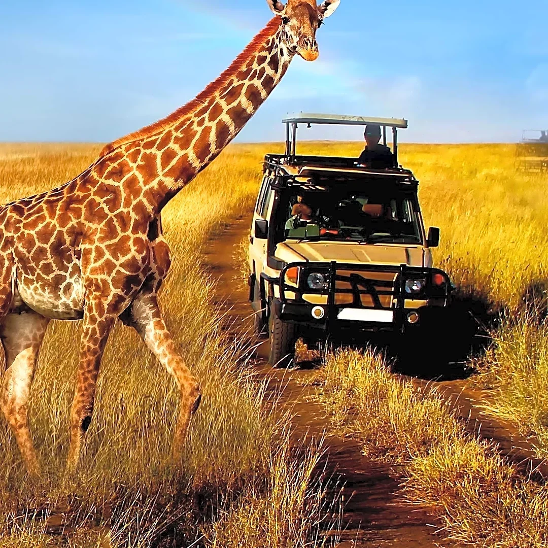 Serengeti National Park: A Premier Wildlife Destination in Tanzania