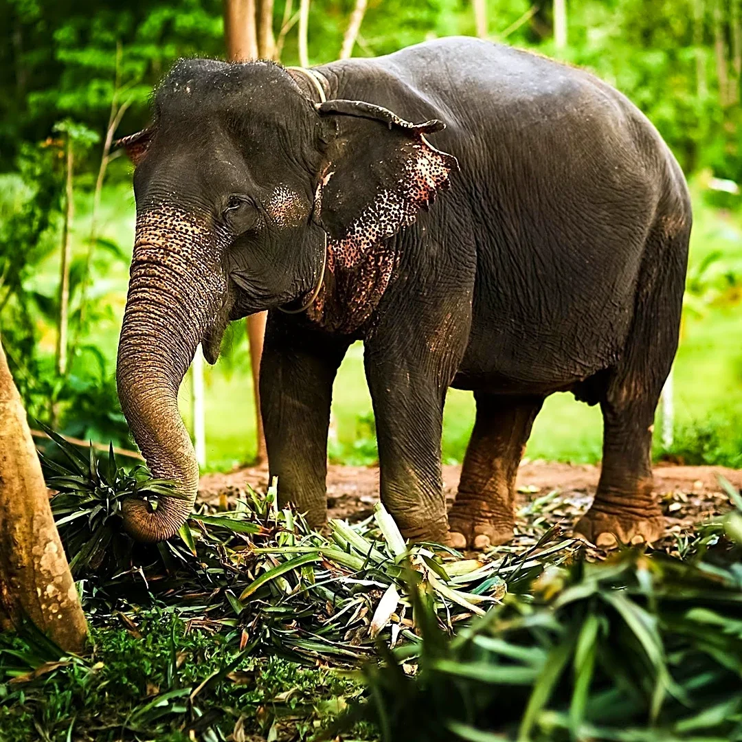 Global Sanctuary for Elephants Addresses Sandro's Joint Issues and Recovery Efforts