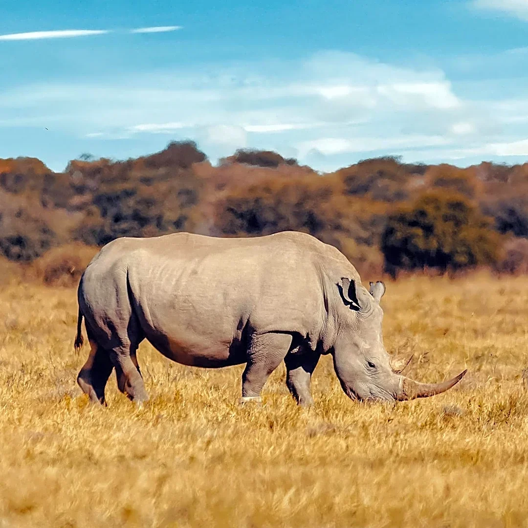 Research Explores Complex Role of Large Animals in Climate Change Mitigation
