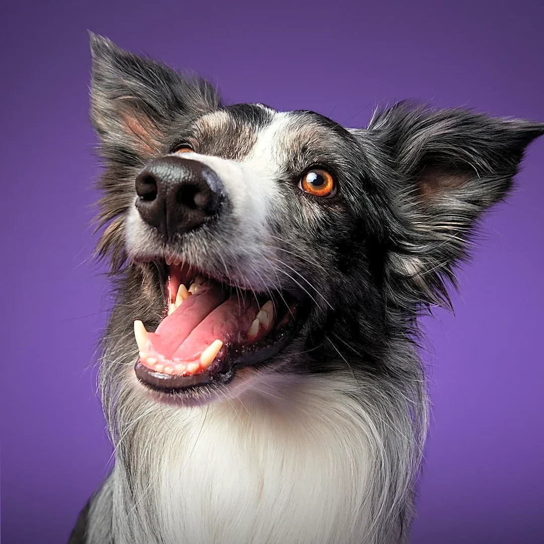 Laramie Animal Welfare Society Details Dog Adoption and Foster-to-Forever Programs