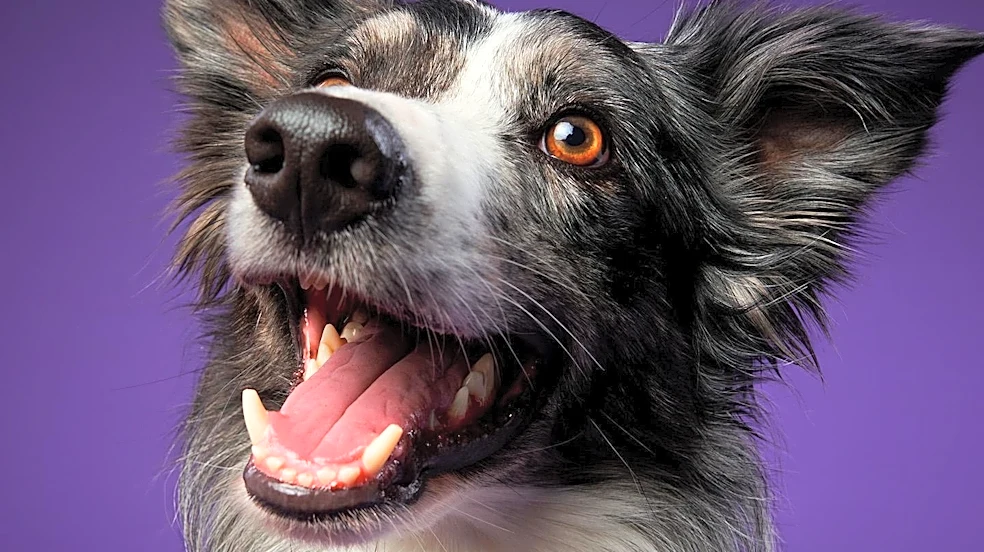 Laramie Animal Welfare Society Details Dog Adoption and Foster-to-Forever Programs
