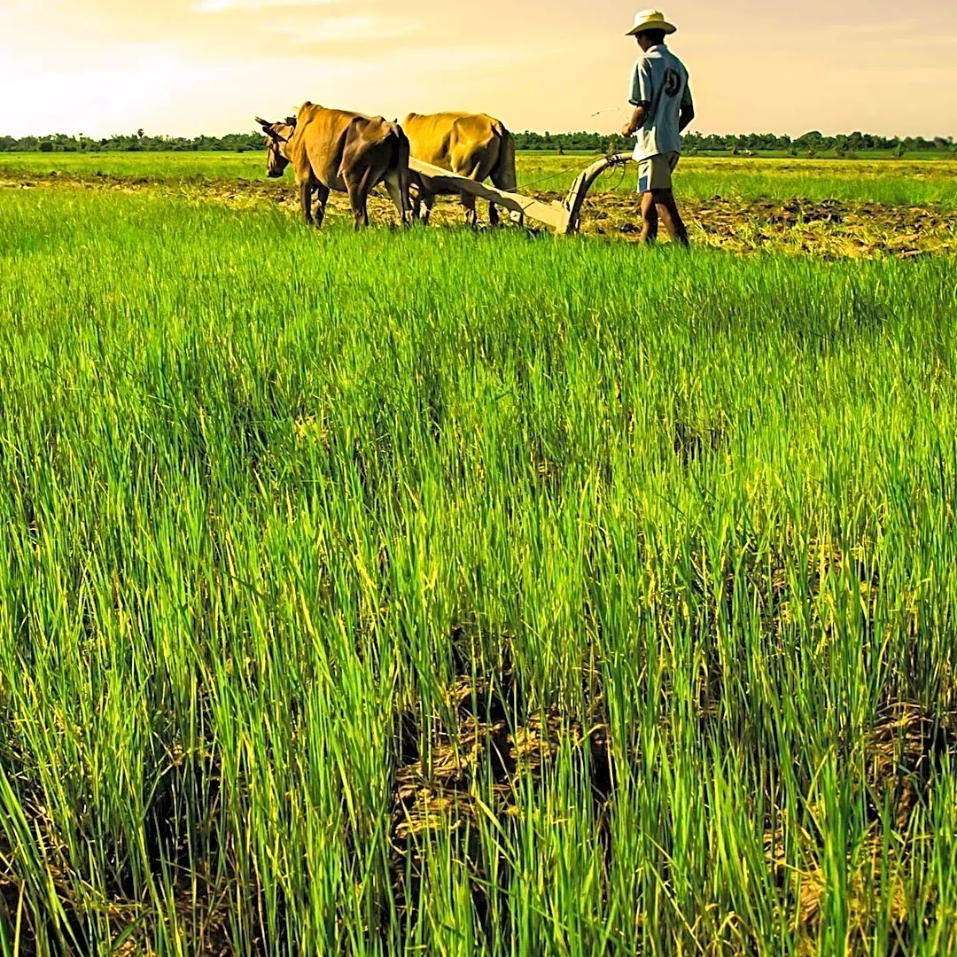 Heifer International Partners with Smallholder Farmers Globally to Combat Hunger and Poverty