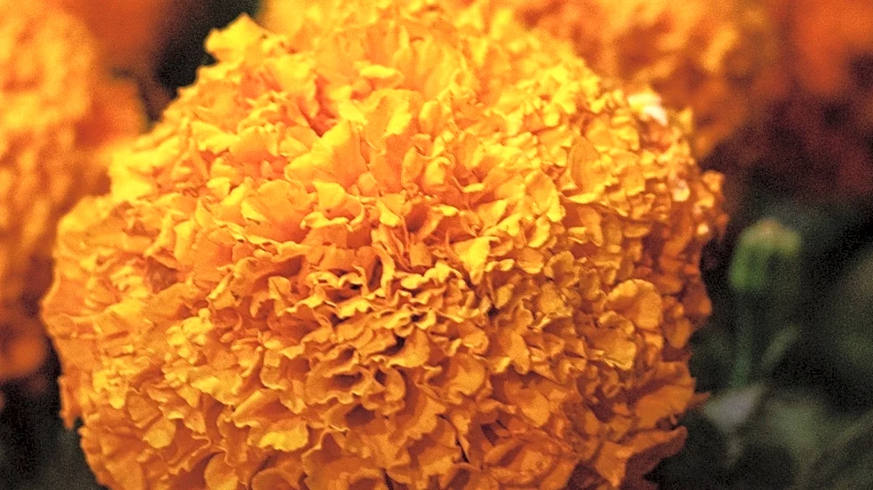 Marigolds in Goa: Beyond Festivities, a Natural Pest Repellent and Commercial Crop
