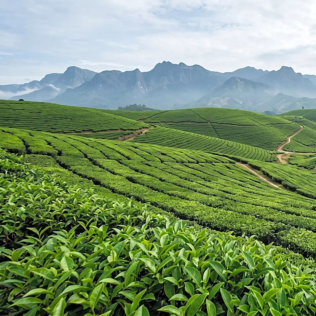 Tea Worker in India Paralyzed by 'White Snake' Bite