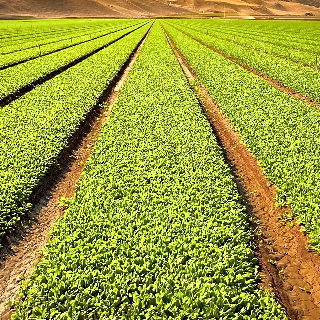 UNODC Supports Establishment of 50 Mushroom Farms in Kandahar to Boost Alternative Livelihoods