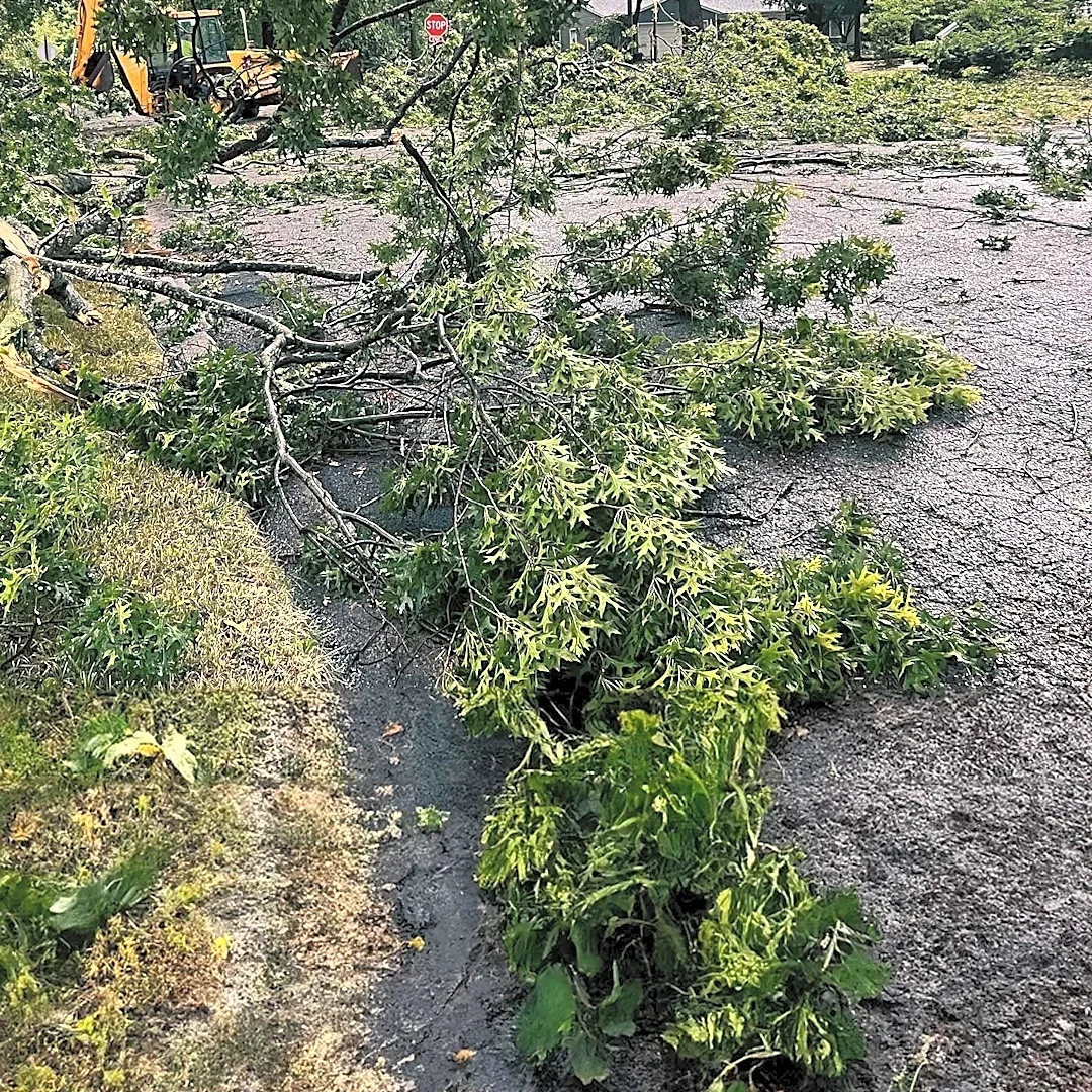 University of Arizona Addresses Tree Damage from Monsoon Season