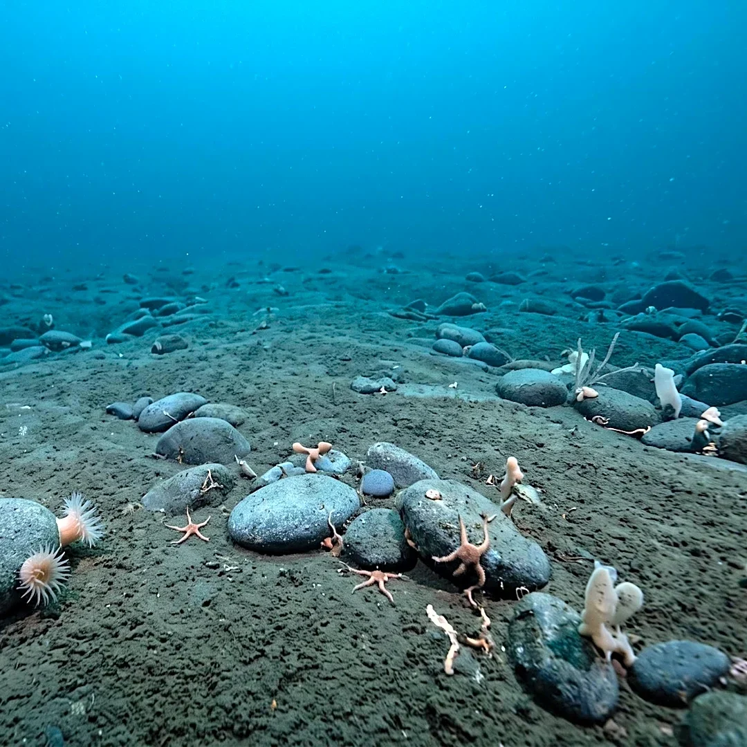 Alaska Native Leaders Call for Moratorium on Seabed Mining in Federal Waters