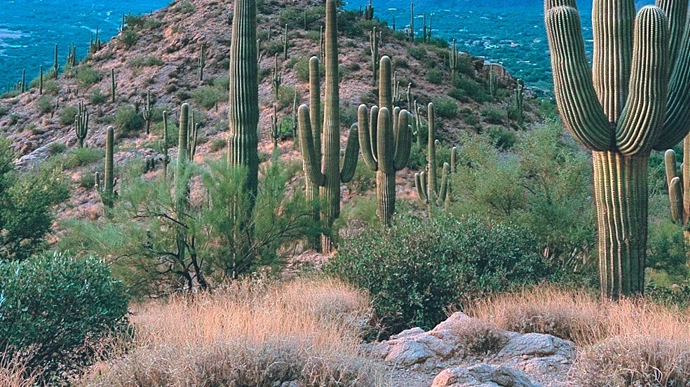 Arizona Under First Alert Weather Days Amid Strong Storms and Tornado Risk