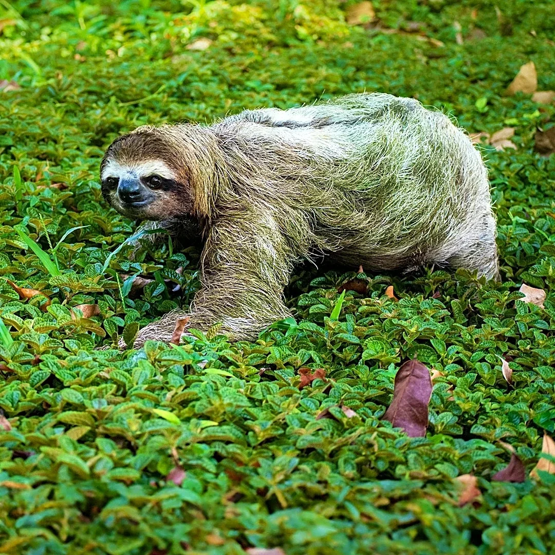 Representatives Frost and Lee Introduce SLOTHS Act to Ban Sloth Imports