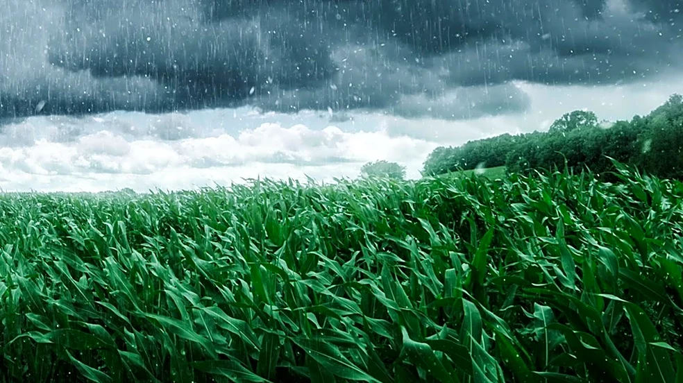 Monsoon's Critical Role in India's Agricultural Economy Highlighted
