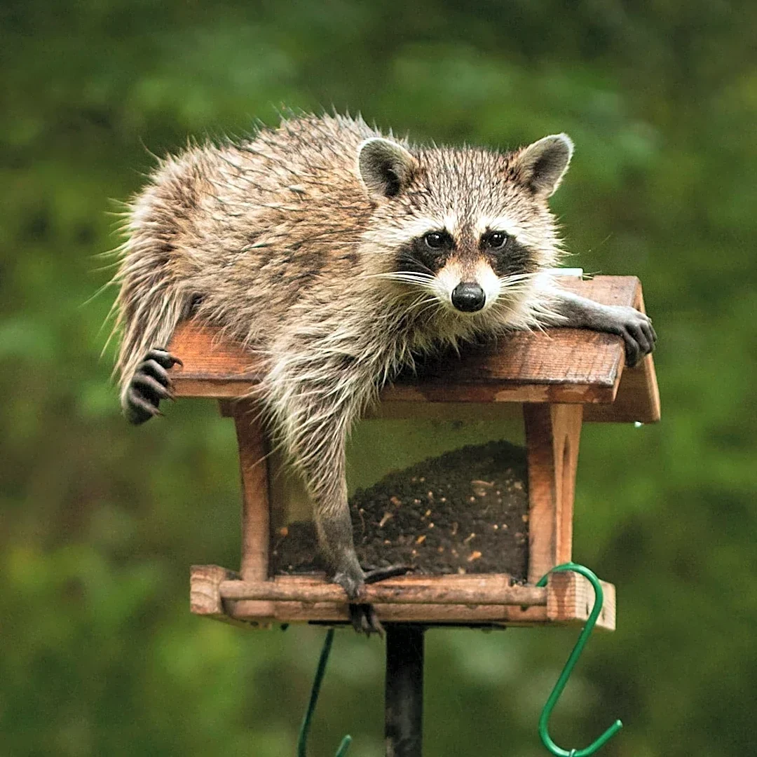 Upper St. Clair Township Police Department Clarifies Nuisance Animal Trap Request Policies