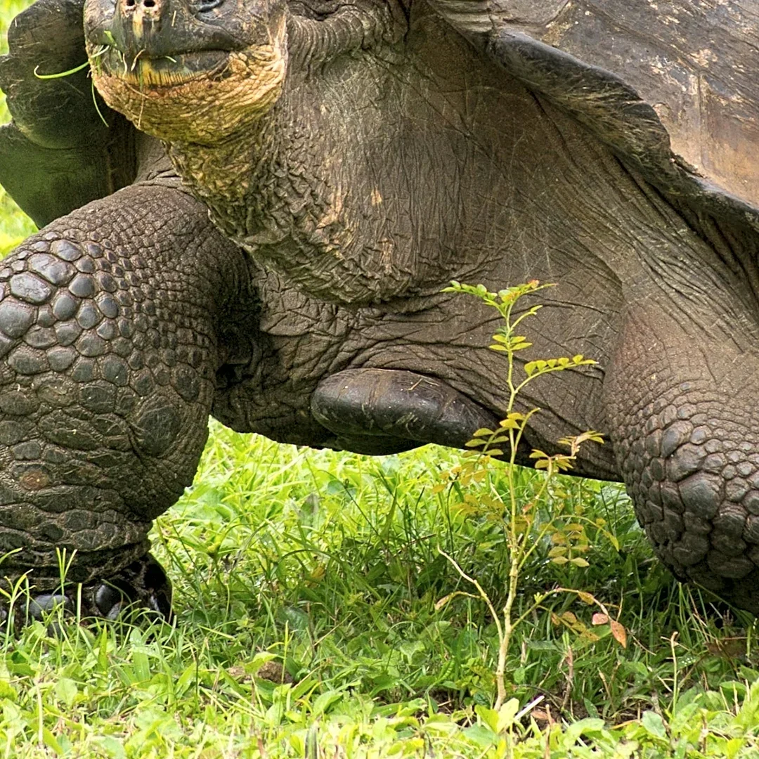 Capital Humane Society Seeks Adopter for 60-Pound Sulcata Tortoise, Lucy