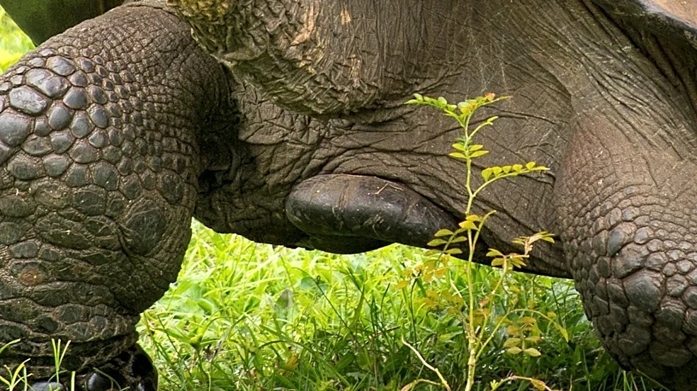 Capital Humane Society Seeks Adopter for 60-Pound Sulcata Tortoise, Lucy