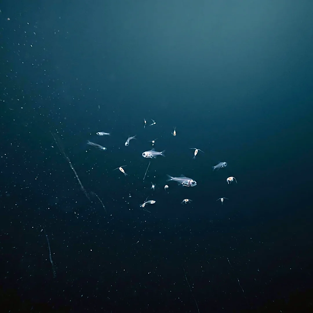 NOAA Fisheries Reports Significant Decline in Deep Gulf Pelagic Fish and Invertebrates