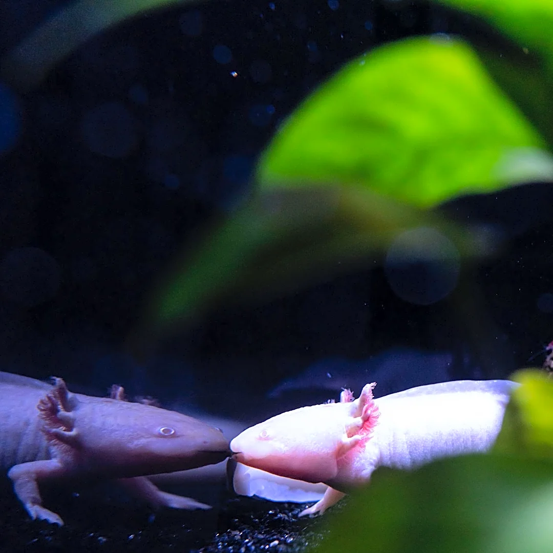 Birch Aquarium Unveils 'The Axolotl's Garden' Exhibit Highlighting Endangered Mexican Salamander