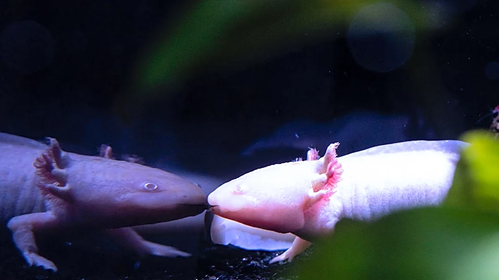 Birch Aquarium Unveils 'The Axolotl's Garden' Exhibit Highlighting Endangered Mexican Salamander