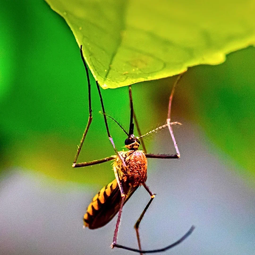 Dengue Fever Confirmed in Seminole County, Florida Residents Urged to Take Precautions