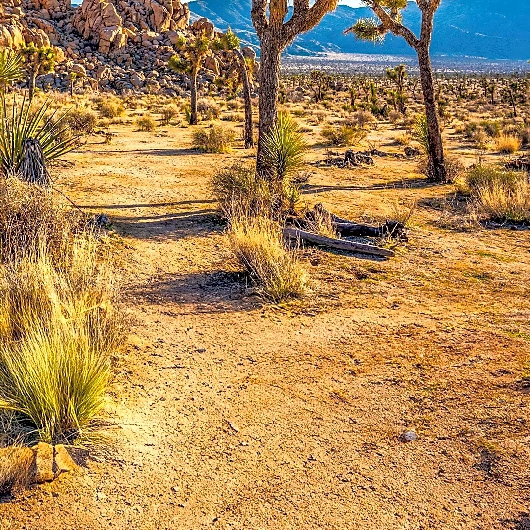 Joshua Tree National Park: A Confluence of Deserts and Unique Geological Formations
